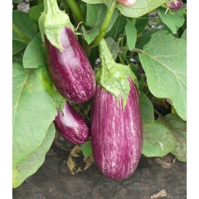Семена баклажана Рико F1 цилиндрический, (100 с.) Lark Seeds